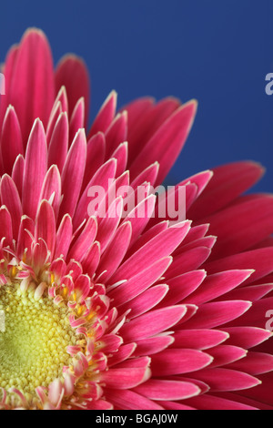 Nahaufnahme einer rosa Gerbera gegen einen hellen Hintergrund blau Stockfoto