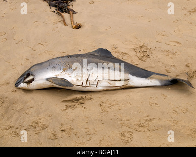Verstümmelte Leiche von einem Hafen Schweinswal Phocoena Phocoena fand an einem Strand in Cleveland UK Stockfoto