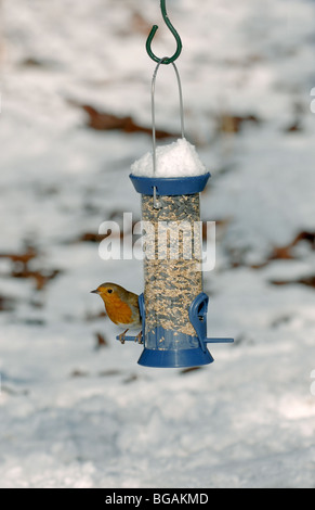 Robin am Futterhäuschen im Schnee Stockfoto