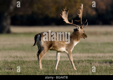 Einsamer Damwild Buck Wandern in offenes Grasland in der Herbstsonne Stockfoto