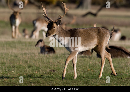 Damwild in Gruppen stehen. Stockfoto
