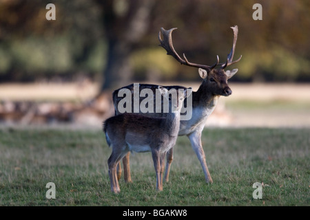 Damwild Bock und Kitz Stockfoto