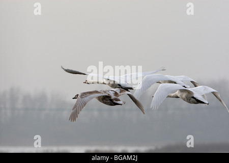 Singschwäne im Flug, die Ouse wäscht, Norfolk Stockfoto