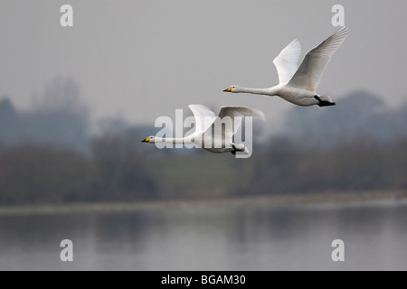 Whooper Schwäne im Flug, die Ouse wäscht, Norfolk Stockfoto