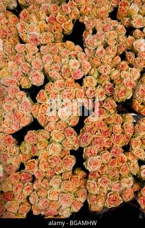 Bildausschnitt Füllung von rosa farbigen Rosen, groß für Hintergründe Stockfoto