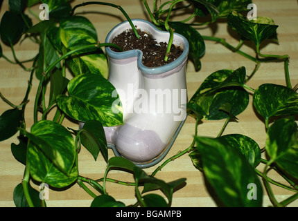 Pothos Zimmerpflanze in Keramik in Neuheit vase Stockfoto