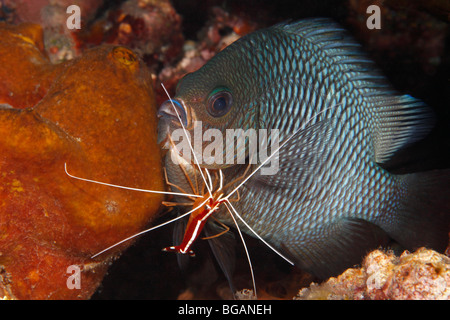 Drei Spot Dascyllus oder Riffbarsche, Dascyllus Trimaculatus gereinigt von Putzergarnelen, Lysmata amboinensis Stockfoto