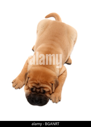 Shar pei Welpen Hund schlafen isoliert auf weiss Stockfoto