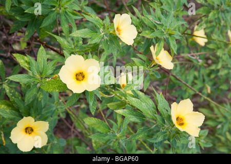 Blühende Pflanzen wurden entlang der Straße zu gewinnen Bestäuberarten gepflanzt. Sindora Palmöl-Plantage, Malaysia Stockfoto