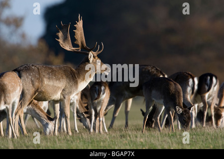 Damwild in Gruppen stehen. Stockfoto