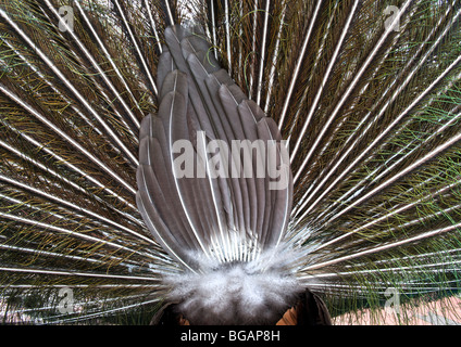 Rückseite des männlichen Pfau in Paarung Ritual der spektakuläre Darstellung von länglichen oberen verdeckte Schwanzfedern abgefackelt für Augenflecken. Stockfoto