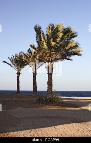 Marsa Alam, Coraya Bay Stockfoto