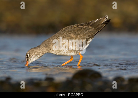 Ein Erwachsener Rotschenkel Fütterung in einem Meerwasser-Schwimmbad Stockfoto