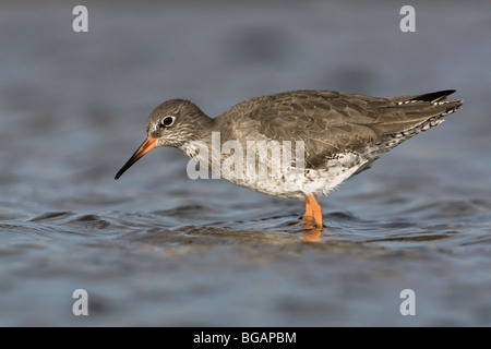 Ein Erwachsener Rotschenkel Fütterung in einem Meerwasser-Schwimmbad Stockfoto