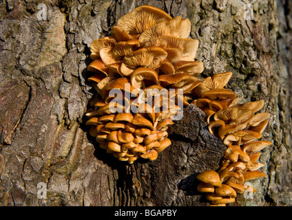 Sehr attraktive unkultivierten Pilz Fruchtkörper wachsen auf einen großen gesunden Baumstamm in der Nähe eines Baches in kleinen bewaldeten Park. Stockfoto