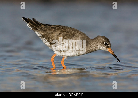 Ein Erwachsener Rotschenkel Fütterung in einem Meerwasser-Schwimmbad Stockfoto