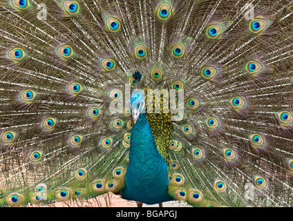 Pfau in Paarung Ritual der spektakuläre Darstellung von länglichen oberen verdeckte Schwanzfedern abgefackelt weibliche Aufmerksamkeit erregen. Stockfoto