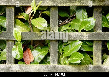 Lorbeer (Laurus Nobilis) Hecke hinter hölzernen Gartenzaun Stockfoto