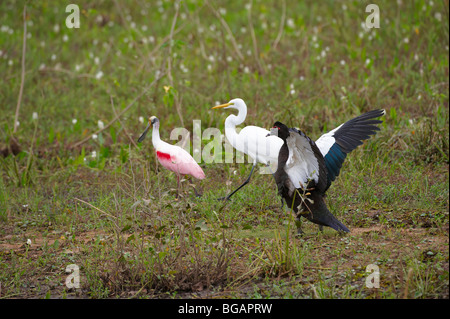 3 verschiedene Vögel, Barbarie-Ente (Cairina Moschata), rosige Löffler (Ajaja Ajaja), Silberreiher (Casmerodius Albus) Brasi Stockfoto