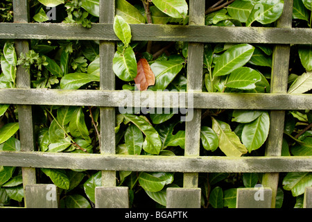 Lorbeer (Laurus Nobilis) Hecke hinter hölzernen Gartenzaun Stockfoto