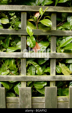 Lorbeer (Laurus Nobilis) Hecke hinter hölzernen Gartenzaun Stockfoto