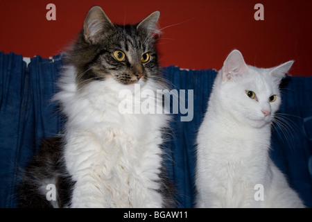 Großen Tabby Katze mit eine kleine weiße Katze Stockfoto