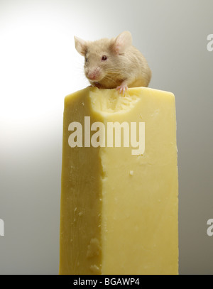 braune Maus auf Käse Stockfoto