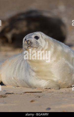 Graue Dichtung Halichoerus Grypus Blakeney Point Norfolk UK Dezember 2009 Stockfoto