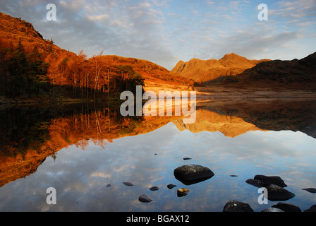 Langdale Pikes spiegelt sich in Blea Tarn in der Morgendämmerung im englischen Lake District Stockfoto