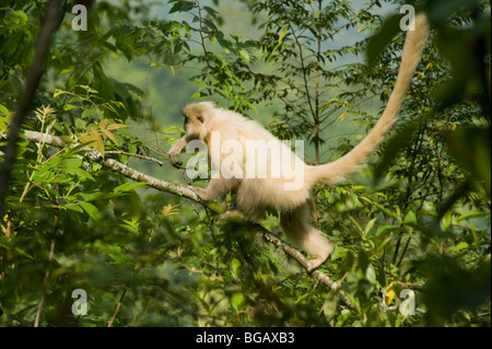 Goldene Languren (Trachypithecus Geei) raufkraxeln Branch, Shemgang Valley, BHUTAN Stockfoto