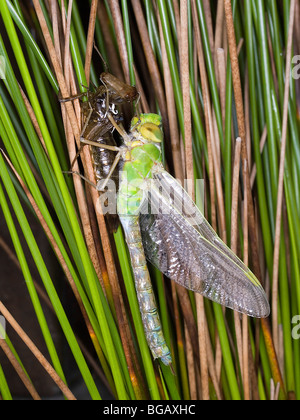 Entstehung einer Kaiser-Libelle (Anax Imperator) vom letzten larvalen stadium Stockfoto