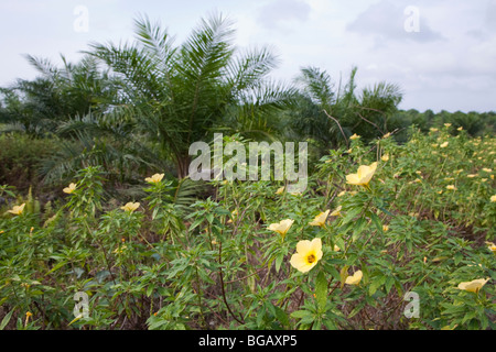 Blühende Pflanzen wurden entlang der Straße zu gewinnen Bestäuberarten gepflanzt. Sindora Palmöl-Plantage, Malaysia Stockfoto