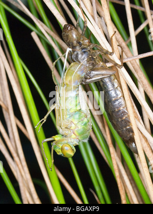 Entstehung einer Kaiser-Libelle (Anax Imperator) vom letzten larvalen stadium Stockfoto