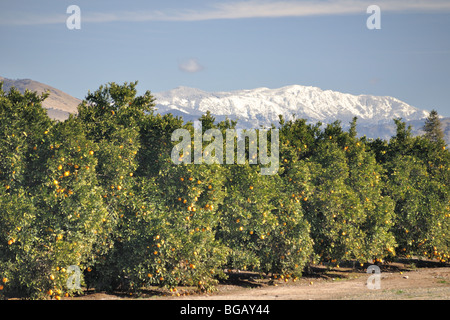 Zitrusfrüchte (Navel-Orangen) bereit für die Ernte in Zentral-Kalifornien, mit Schnee bedeckt die Berge der Sierra Nevada im Hintergrund Stockfoto