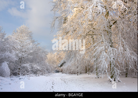Heftige Schneefälle in Essex Wald. Stockfoto
