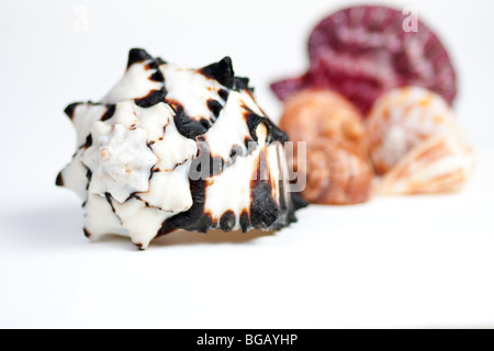 Muscheln auf weißem Hintergrund Stockfoto