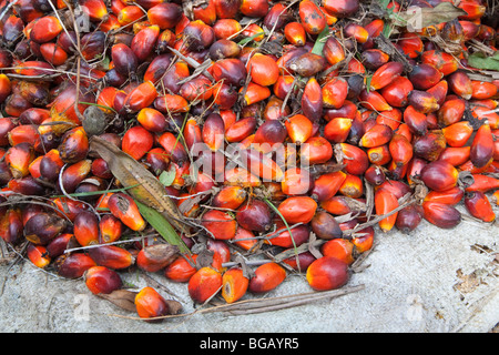 Eine Nahaufnahme der Ölpalme lose, Reife Früchte. Sindora Palmöl-Plantagen. Johor Bahru, Malaysia Stockfoto