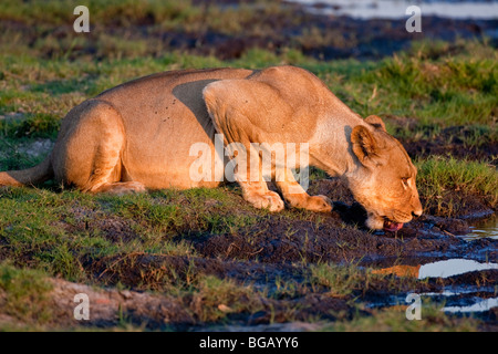 Löwin auf an einer Wasserstelle zu trinken. Das Foto wurde in Botswanas Chobe National Park. Stockfoto