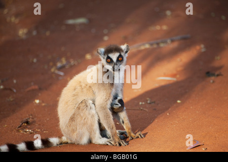 Mutter und Baby Katta, Berenty Reserve, Madagaskar Stockfoto