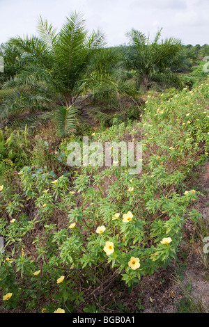 Blühende Pflanzen wurden entlang der Straße zu gewinnen Bestäuberarten gepflanzt. Sindora Palmöl-Plantage, Malaysia Stockfoto