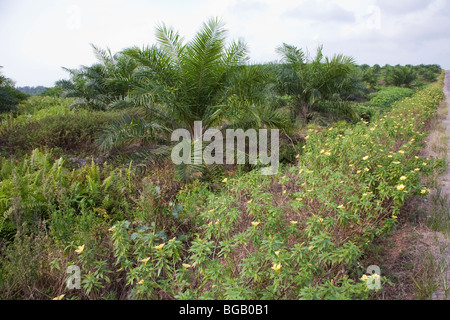 Blühende Pflanzen wurden entlang der Straße zu gewinnen Bestäuberarten gepflanzt. Sindora Palmöl-Plantage, Malaysia Stockfoto