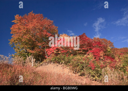 Japan, Insel Honshu, Towada Hachimantai Nationalpark, Herbst Farben Stockfoto