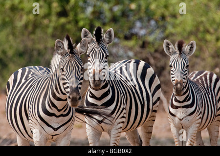 Porträt einer Gruppe von wilden Zebras. Das Foto wurde in Botswanas Chobe National Park. Stockfoto