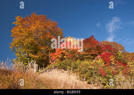 Japan, Insel Honshu, Towada Hachimantai Nationalpark, Herbst Farben Stockfoto