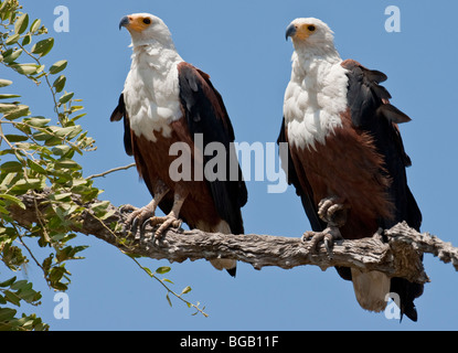 Paar der Fischadler auf einem Baum sitzen. Das Foto wurde in Botswanas Chobe National Park. Stockfoto