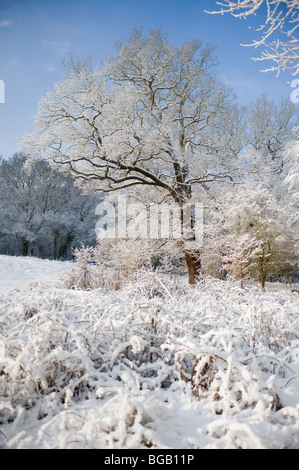 Starker Schneefall in Thorndon Country Park. Stockfoto
