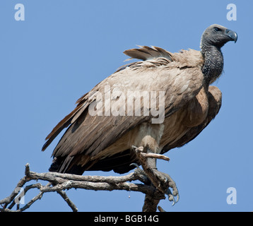 Porträt von einem Kap Geier im südlichen Afrika. Das Foto wurde in Botswanas Chobe National Park. Stockfoto