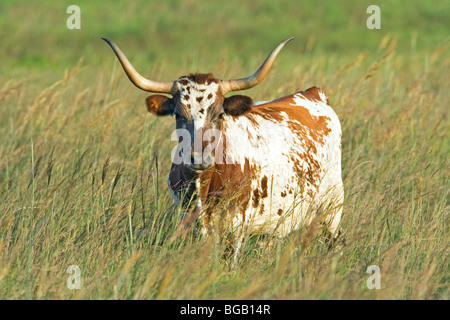 Texas Longhorn oder Long-gehörnten Vieh waren einst die besten Rinder für Nordamerika. Mit verbessert Zucht von anderen Rassen, Stockfoto