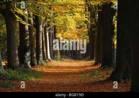 herbstlichen Wald Allee in der Nähe von Hillenraad Burg Roermond Limburg Niederlande Stockfoto