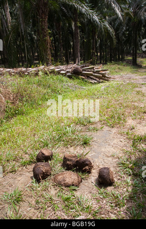 Elefantendung im Vordergrund mit entwurzelten Palme im Hintergrund. Elefanten entwurzeln Palmen um die zarten Wurzeln zu essen. Stockfoto